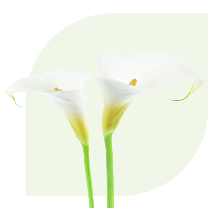 Funeral arrangement